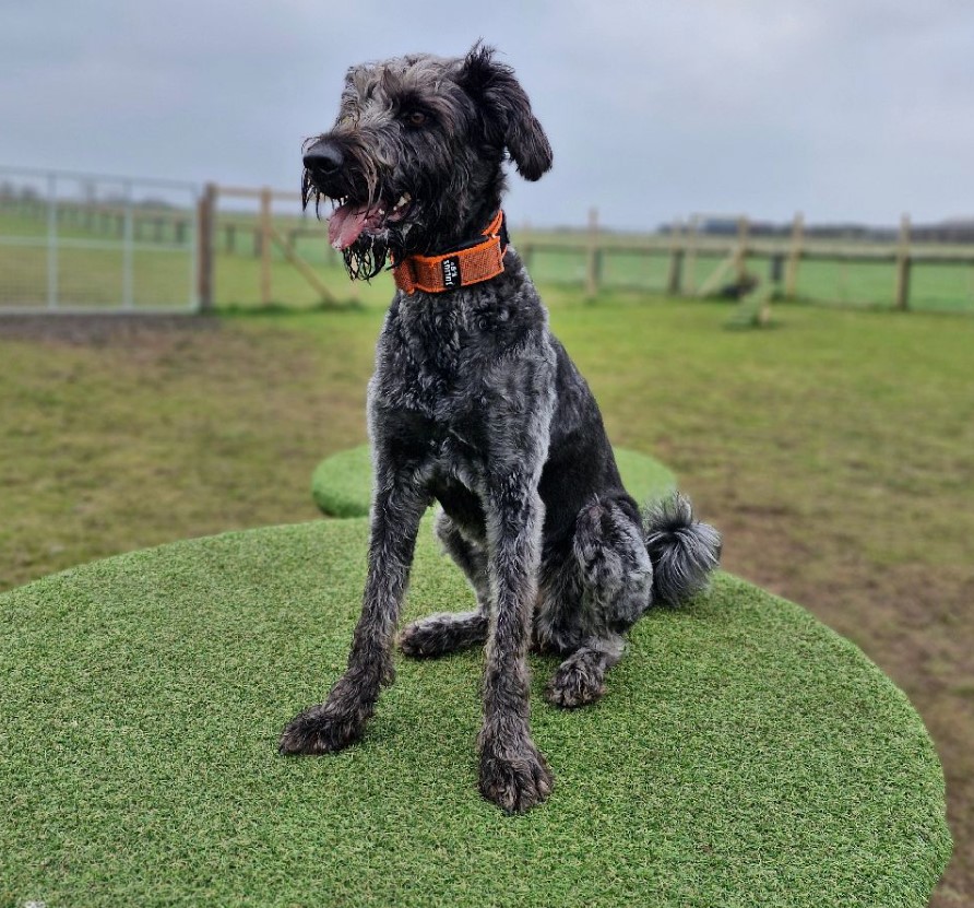 dog sitting on grass