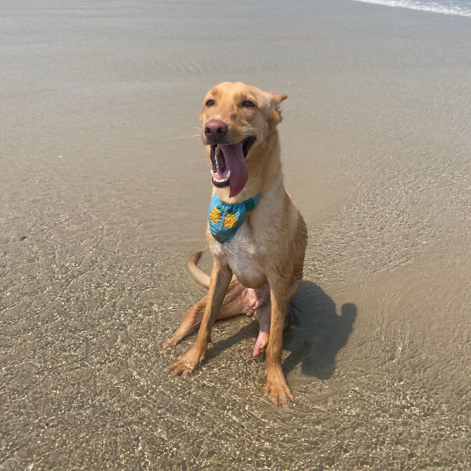 dog sitting on the beach