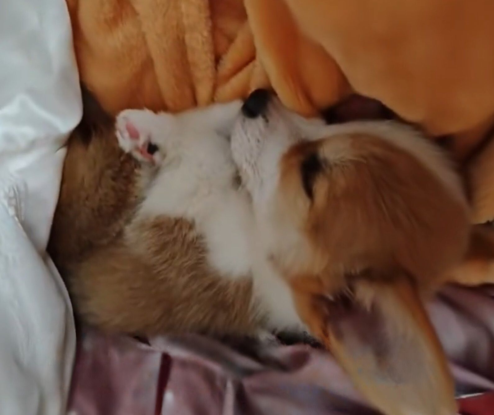 dog sleeping in bed with blankets