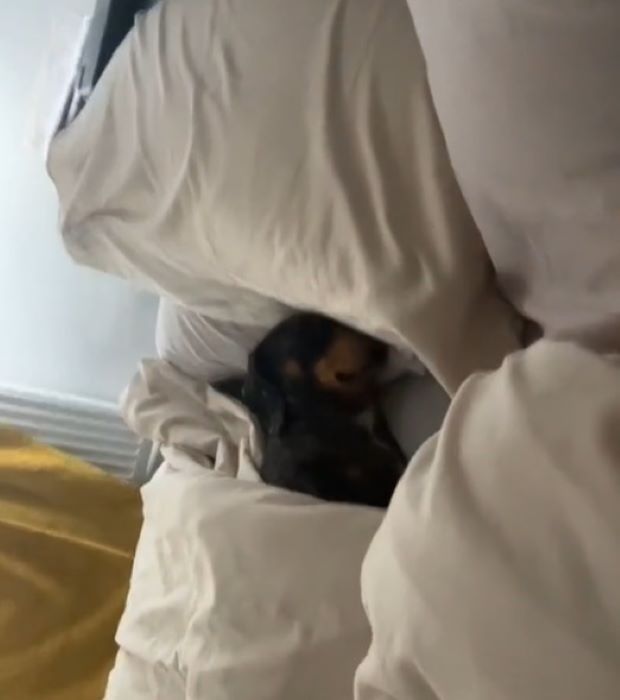 dog sleeping in bed