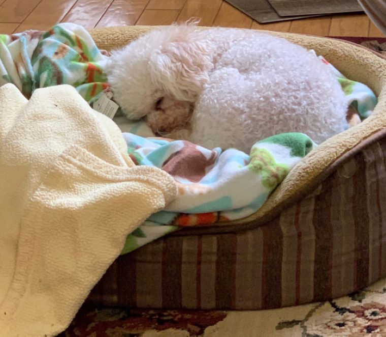 dog sleeping in dog bed