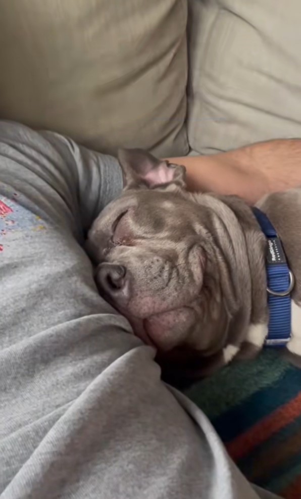 dog sleeping on owner