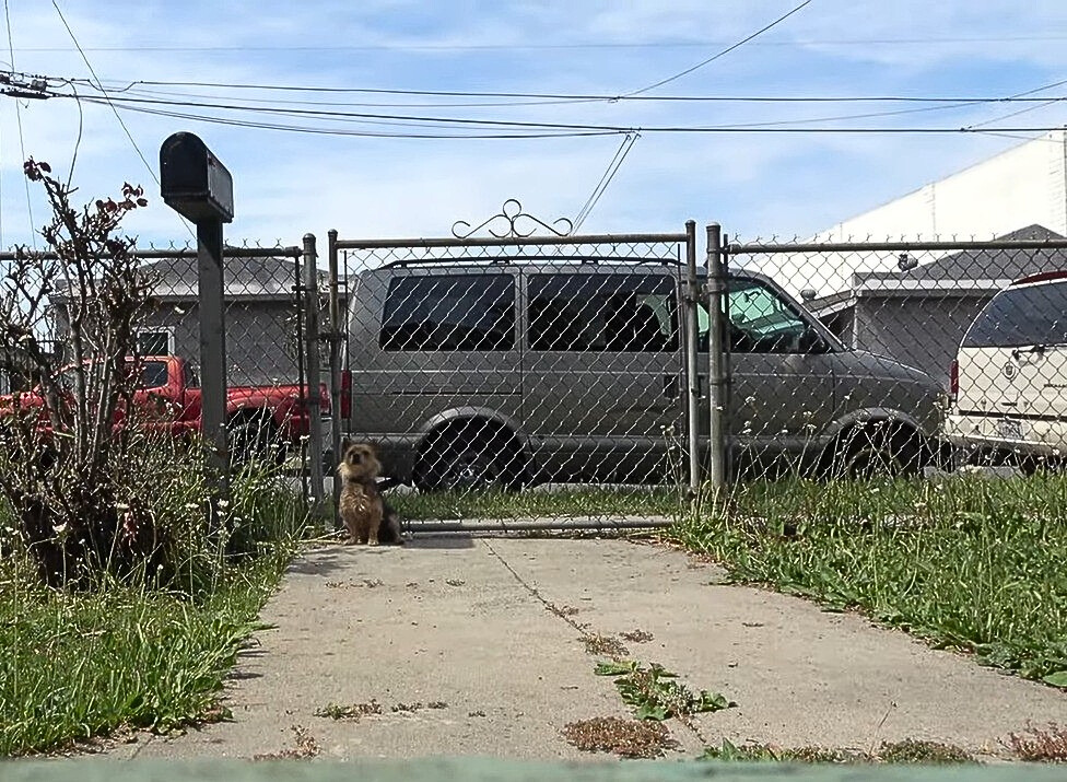 dog standing in the yard