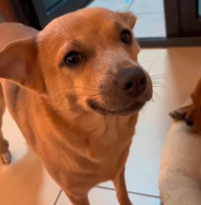 dog standing on a tiles