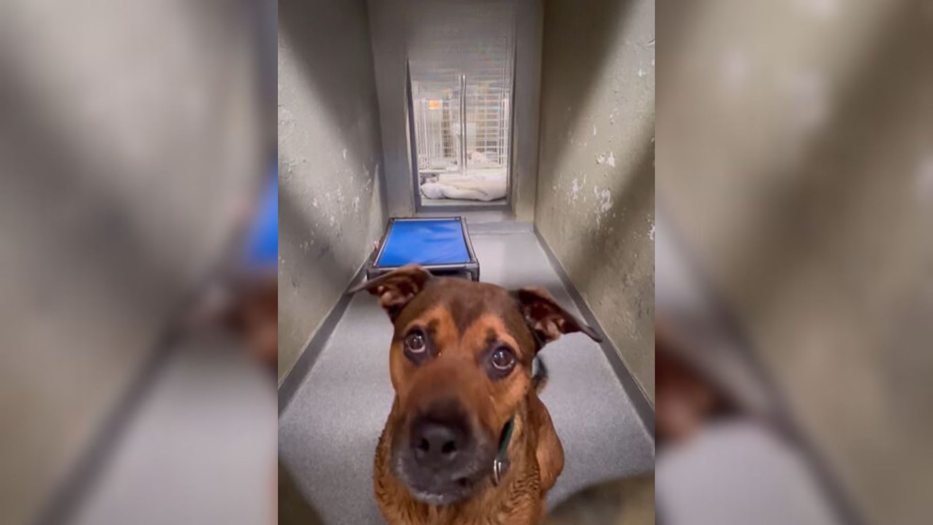 Dog Surrendered Twice Spends 1,244 Days At Shelter Looking For Someone To Give Him A Chance