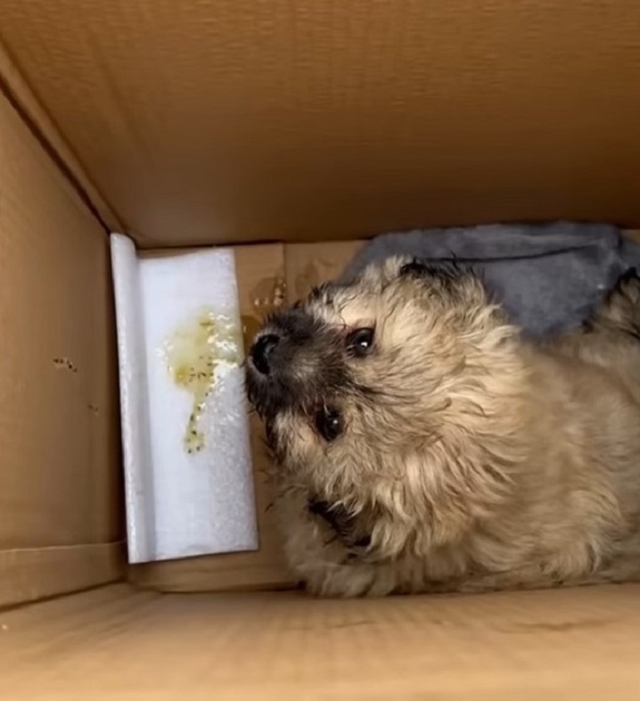 dog throwed up in a box