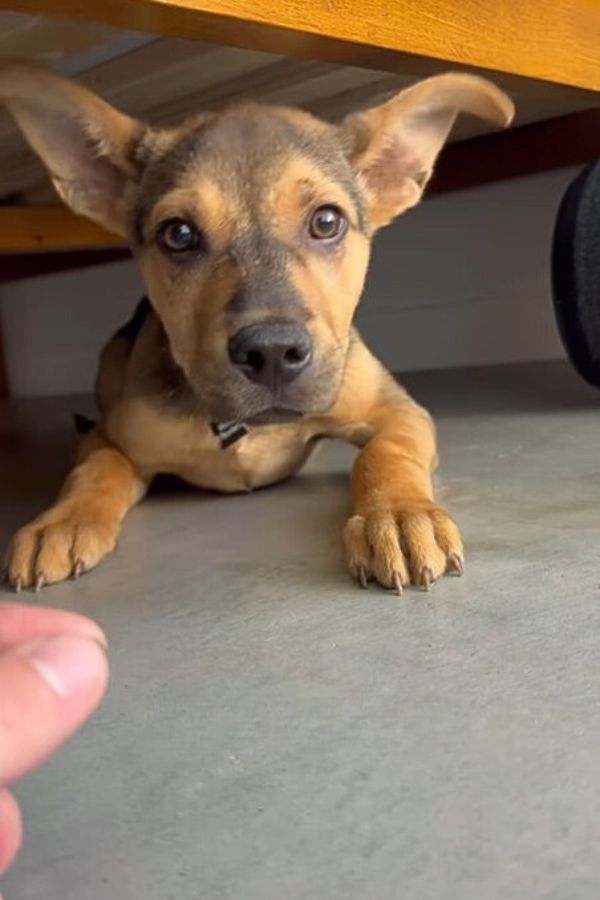 dog under bed