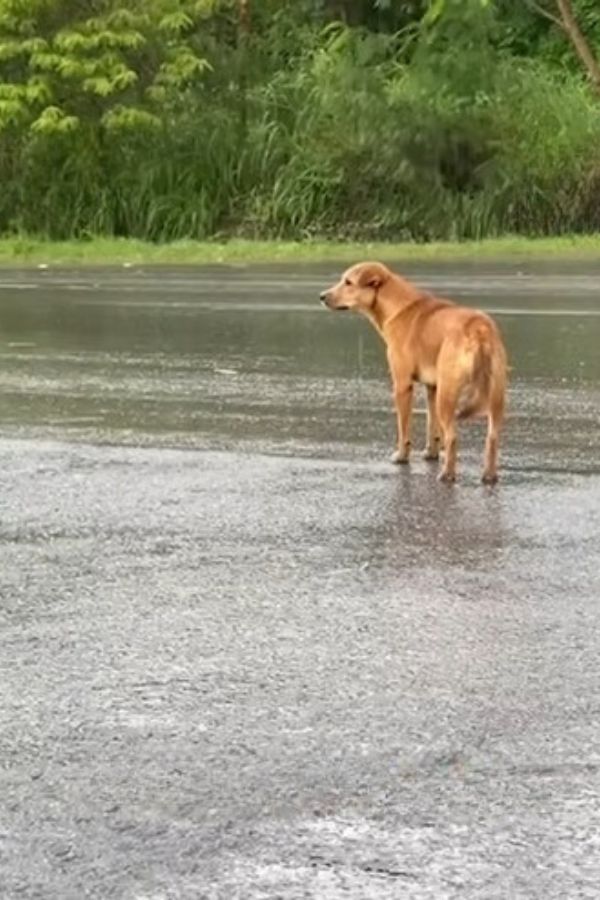 dog walking on rain