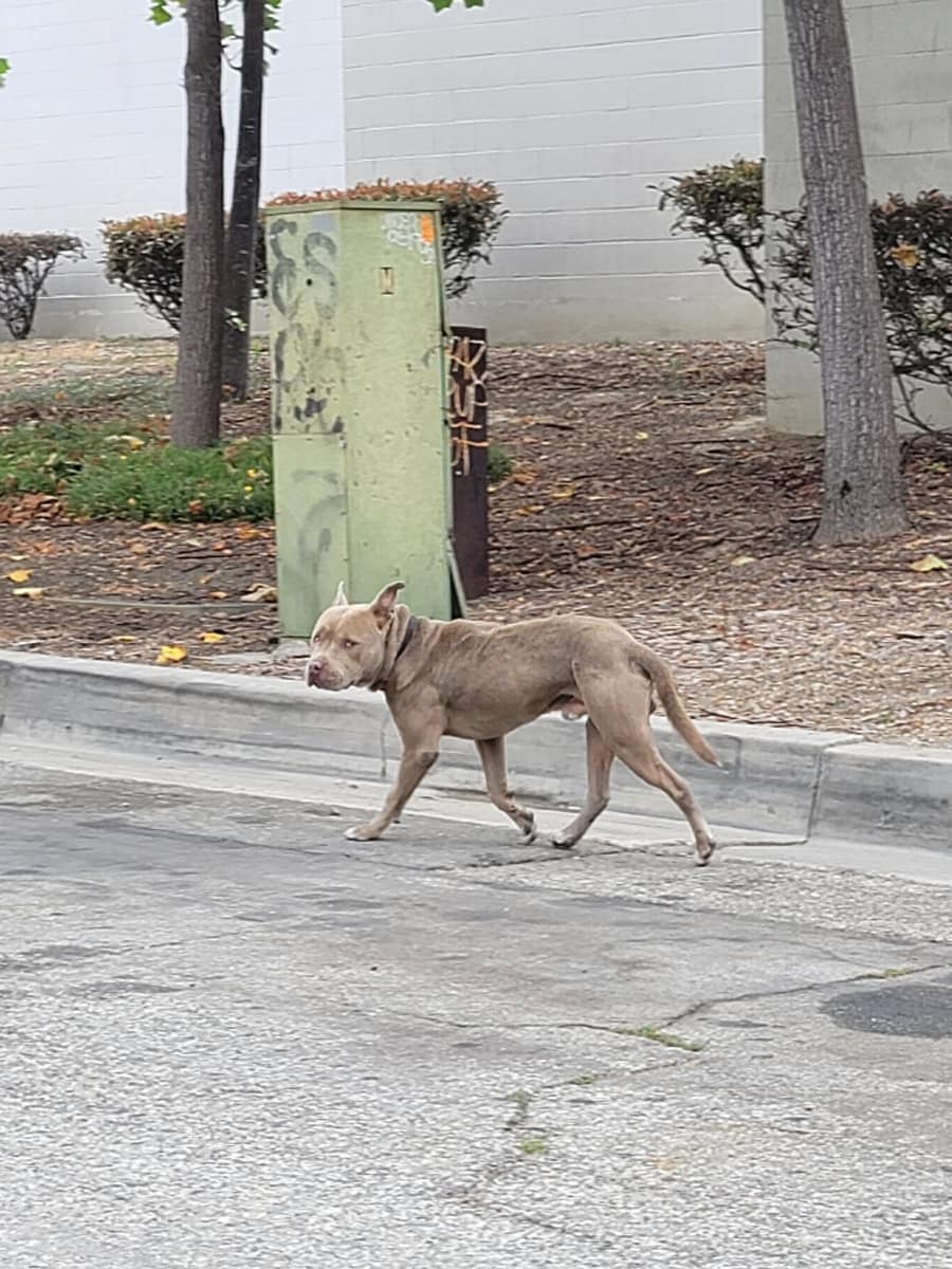 dog walking on the street