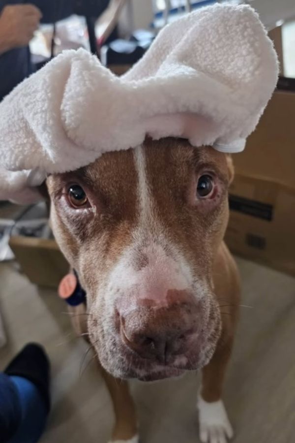 dog wearing a hat