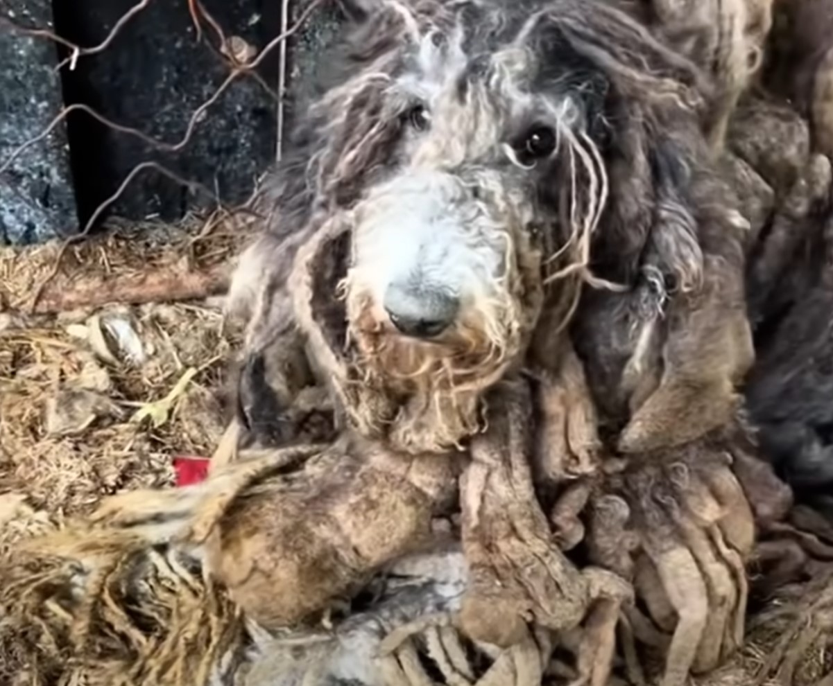 dog with big fur