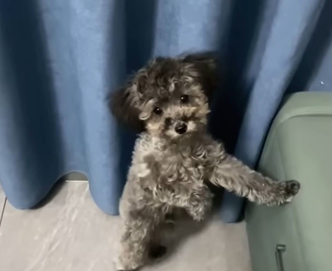 dog with curly fur