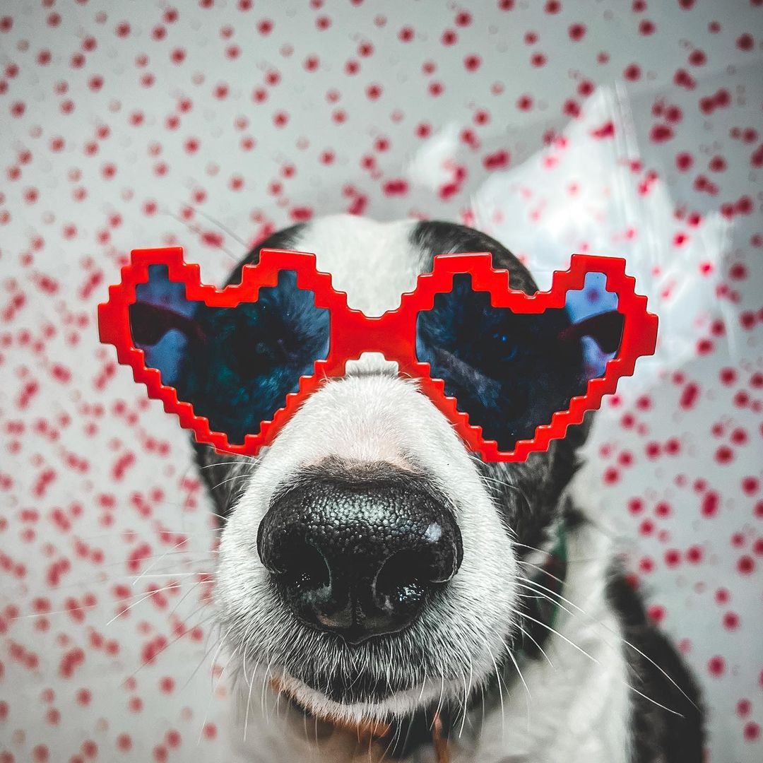 dog with cute glasses