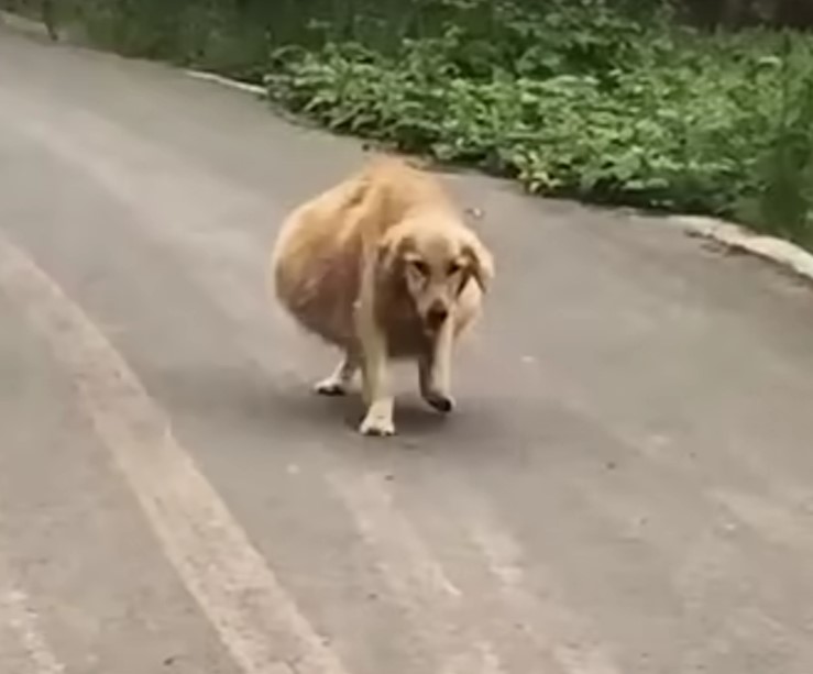 dog with huge belly