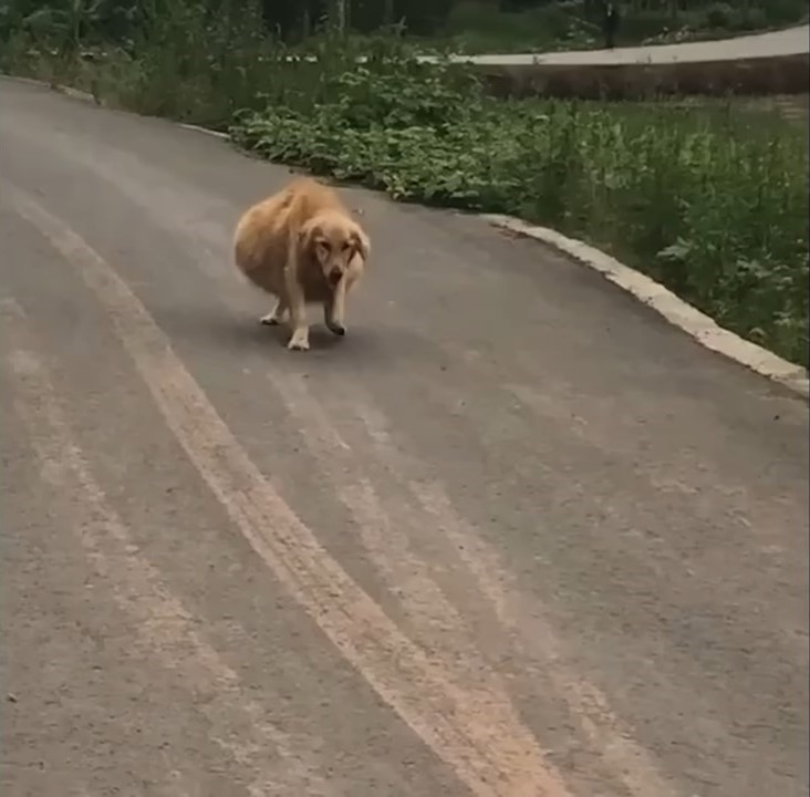 dog with large belly on the street