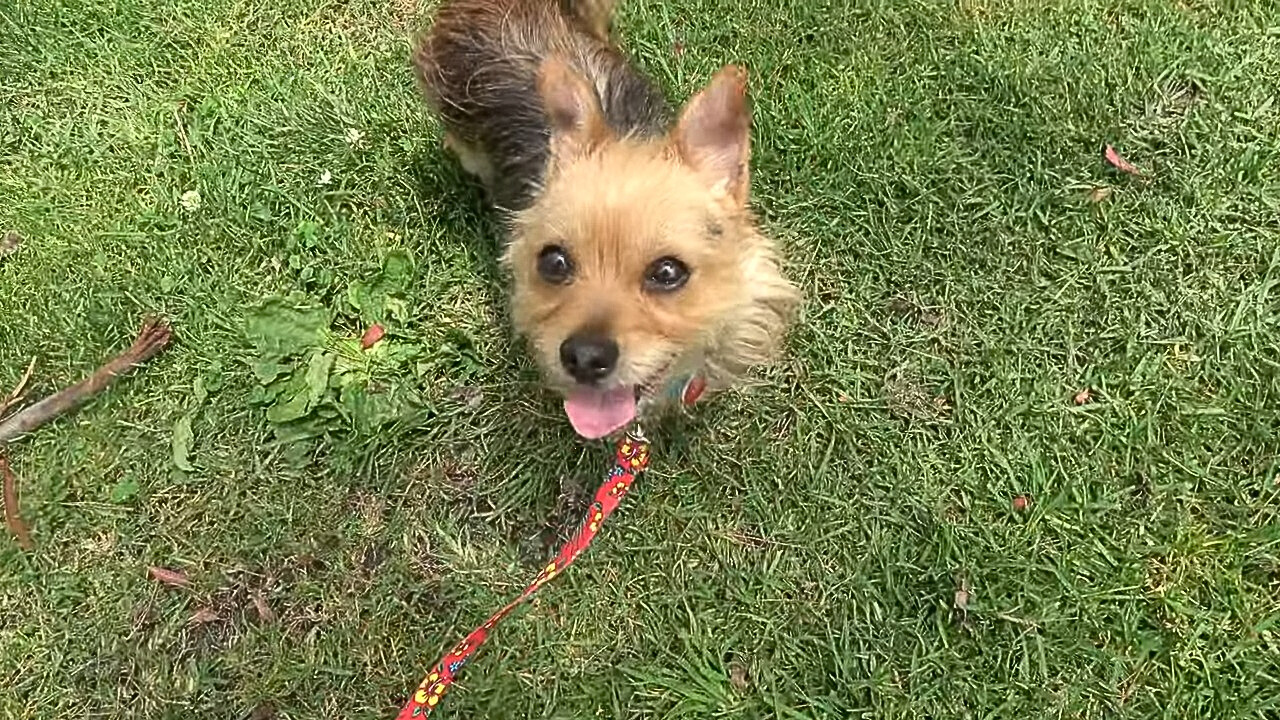 dog with leash on the grass