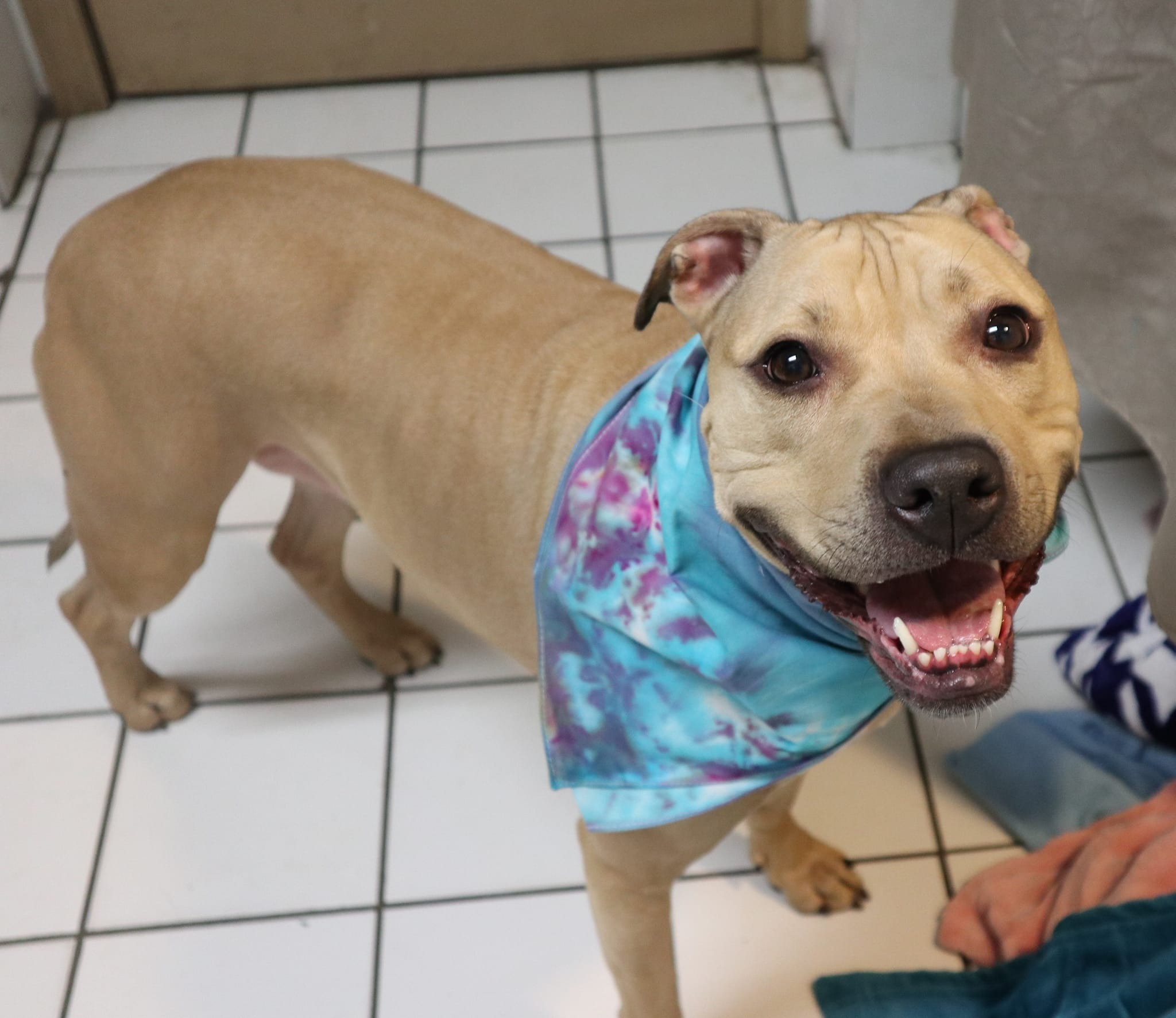 dog with neck scarf