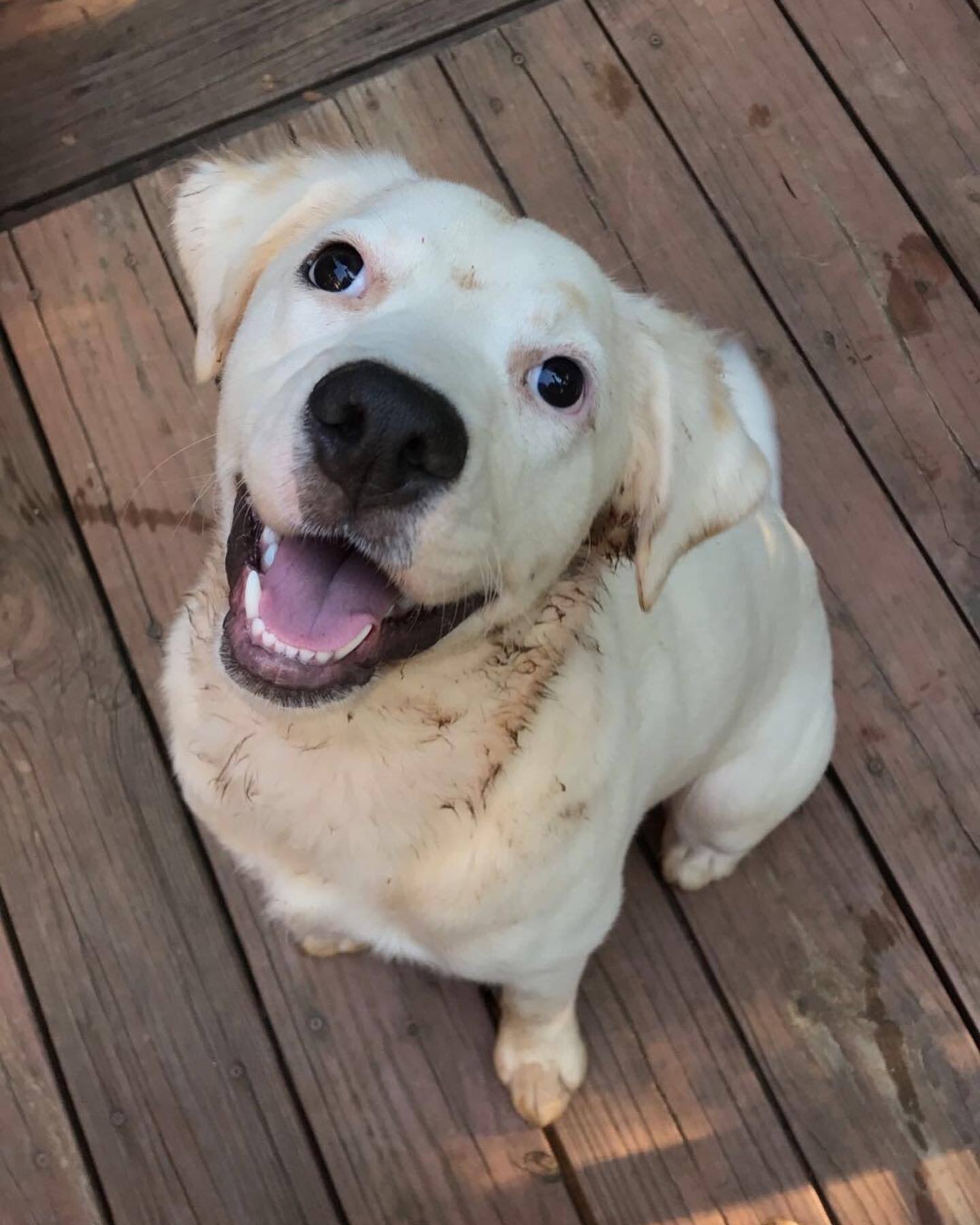 dog with open mouth looking up