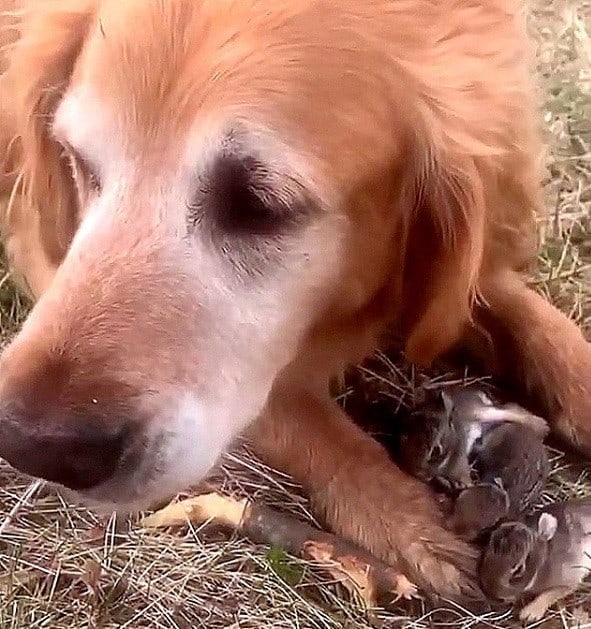 dog with rabbit