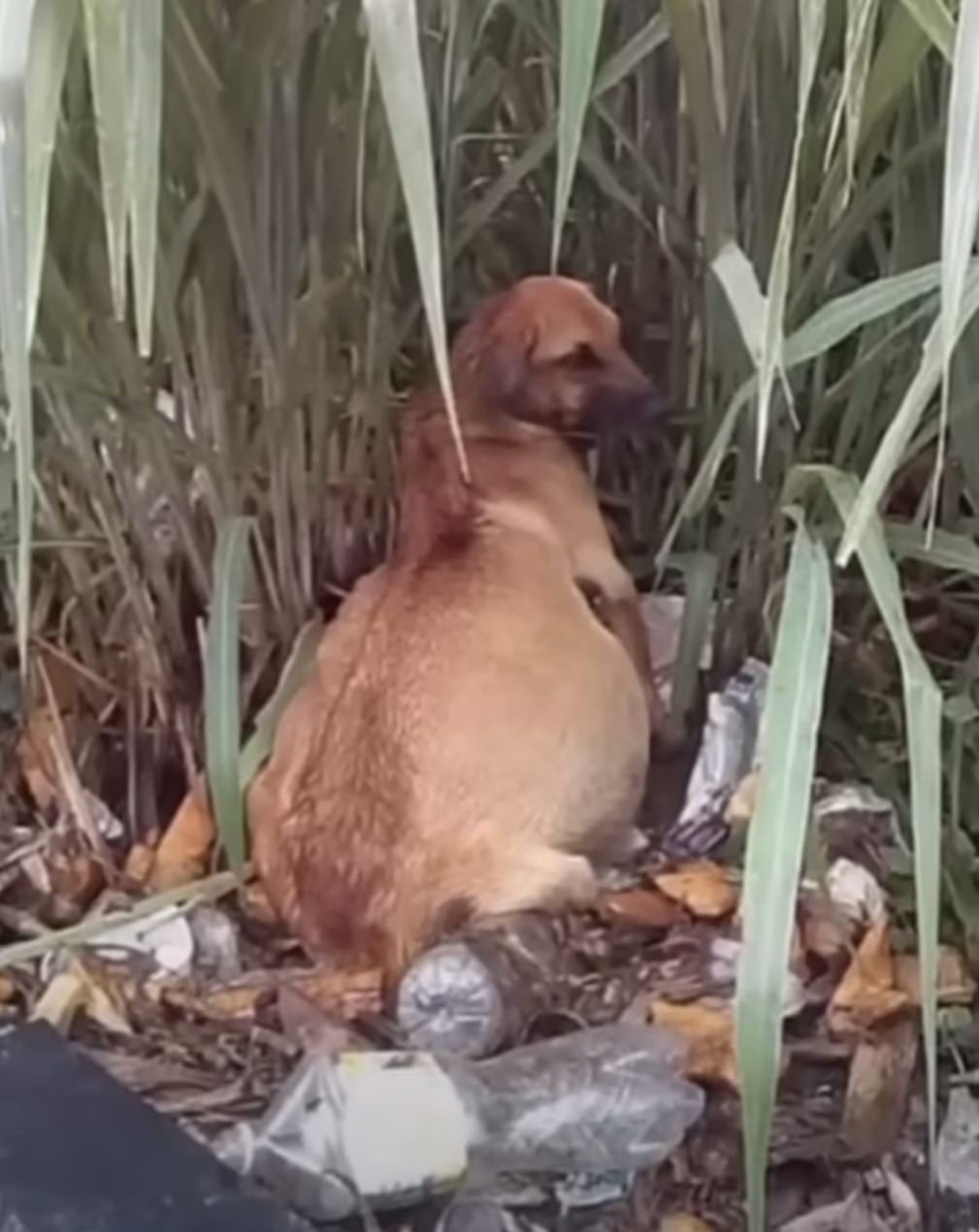 dog with swollen belly