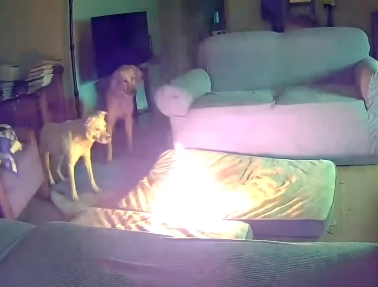 dogs and fire