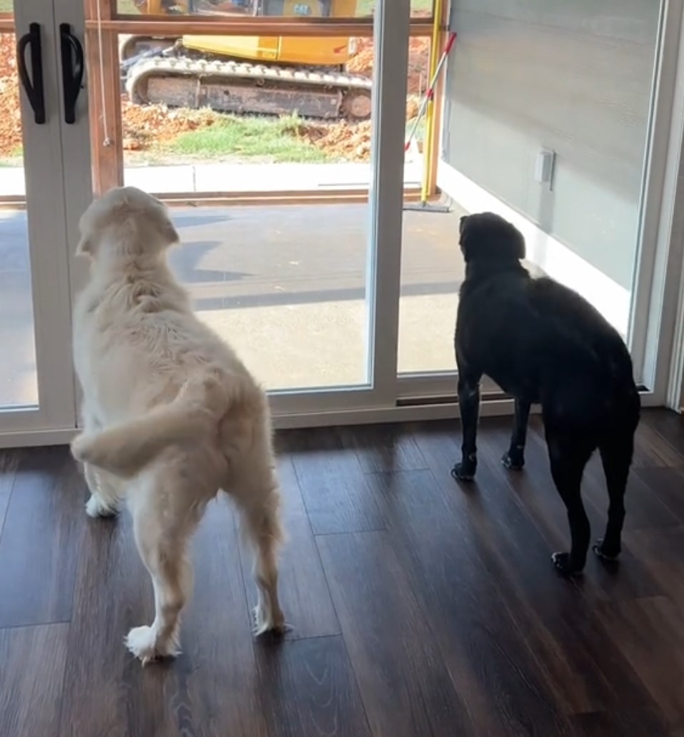 dogs looking through door glass