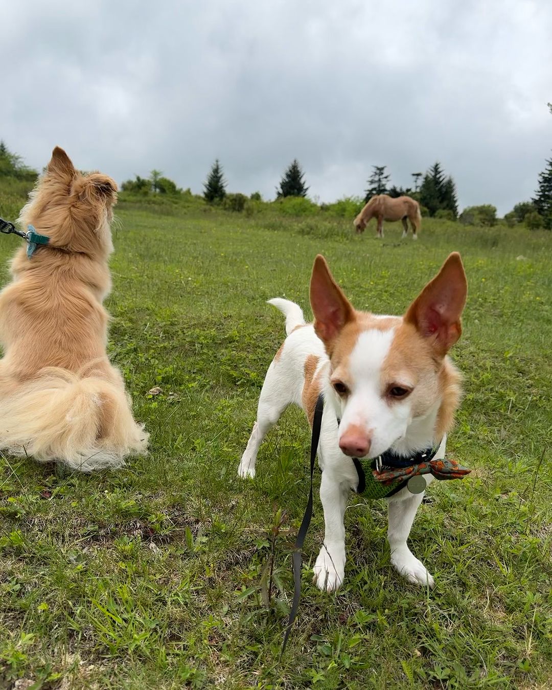 dogs on field