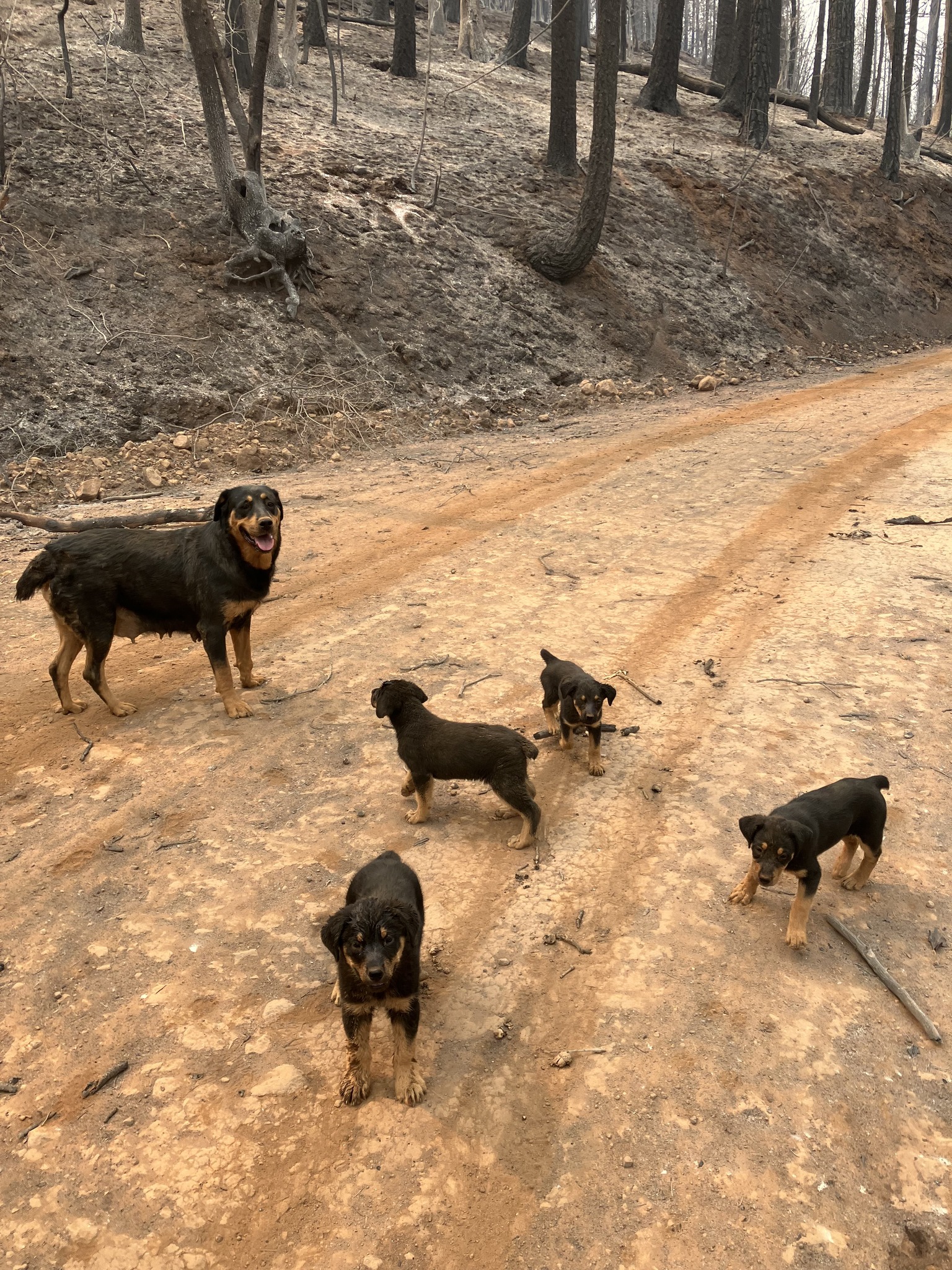 dogs on road