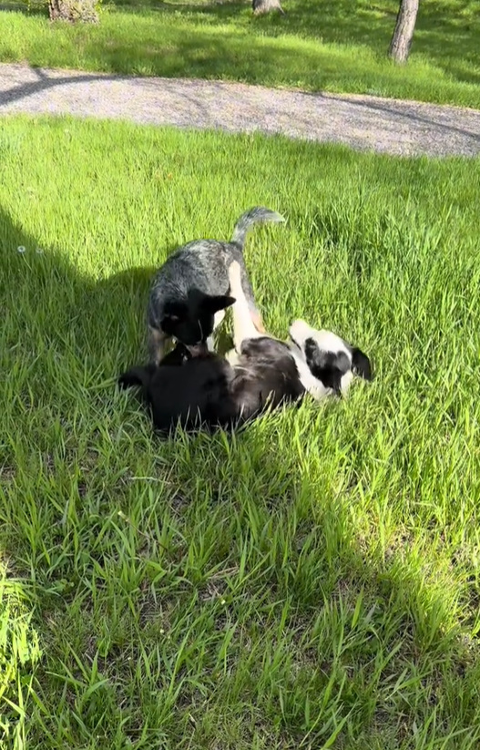 dogs playing in grass