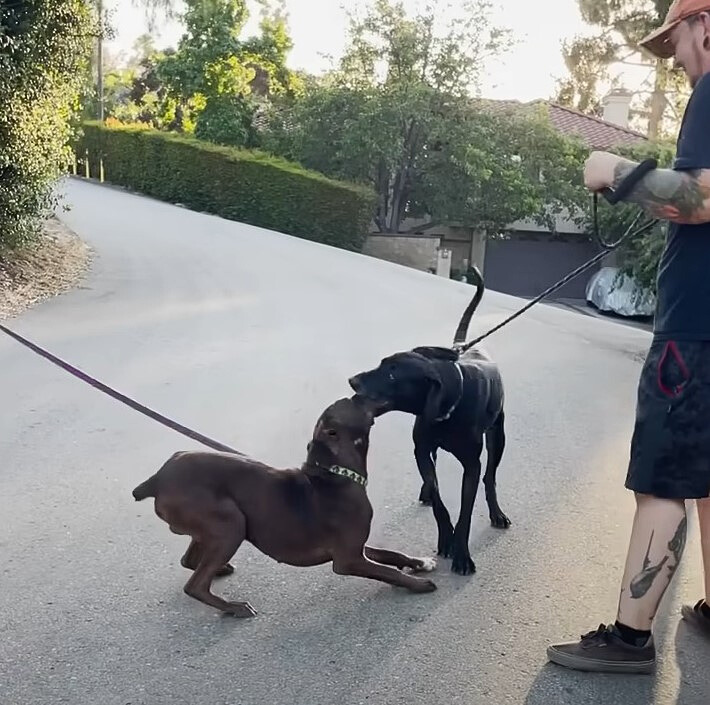 dogs playing with each other