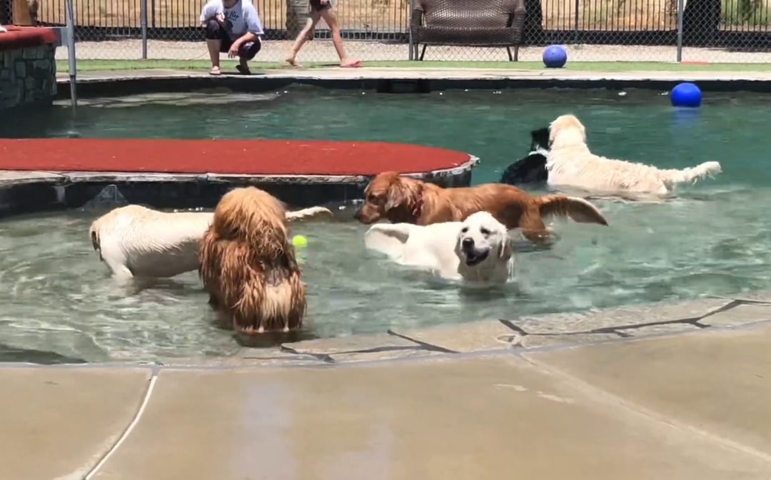 dogs pool