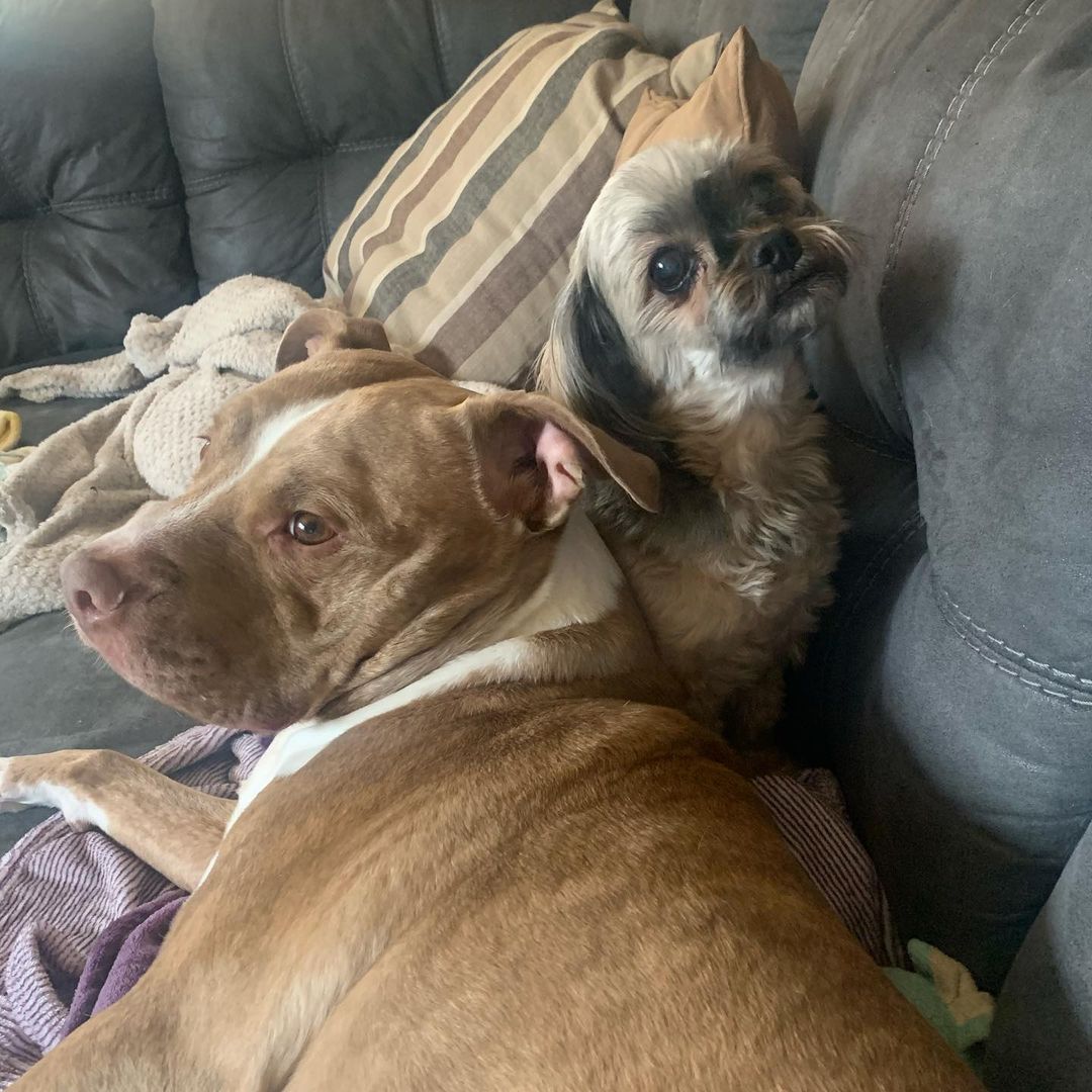 dogs relaxing on couch