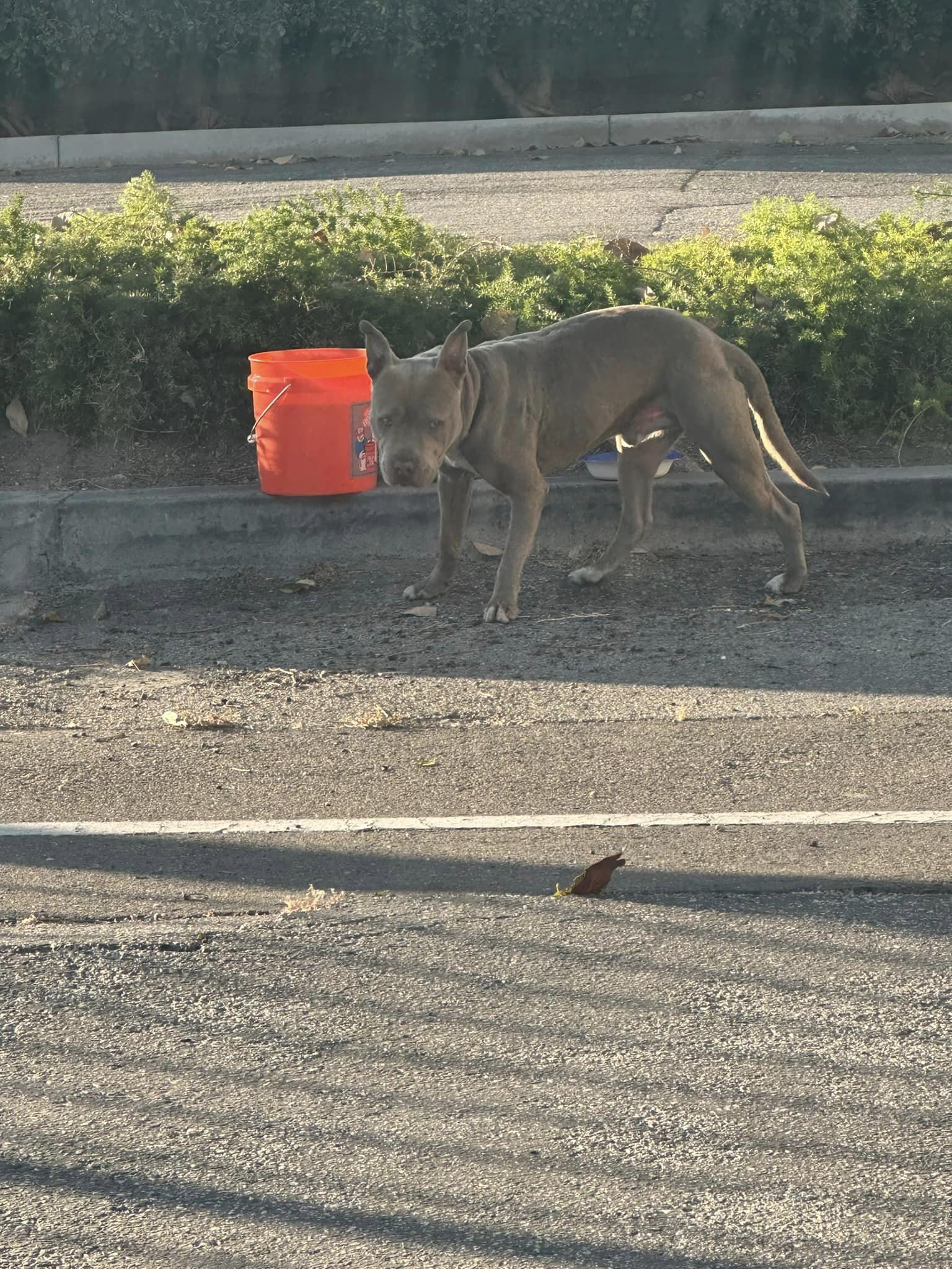 dumped dog on road