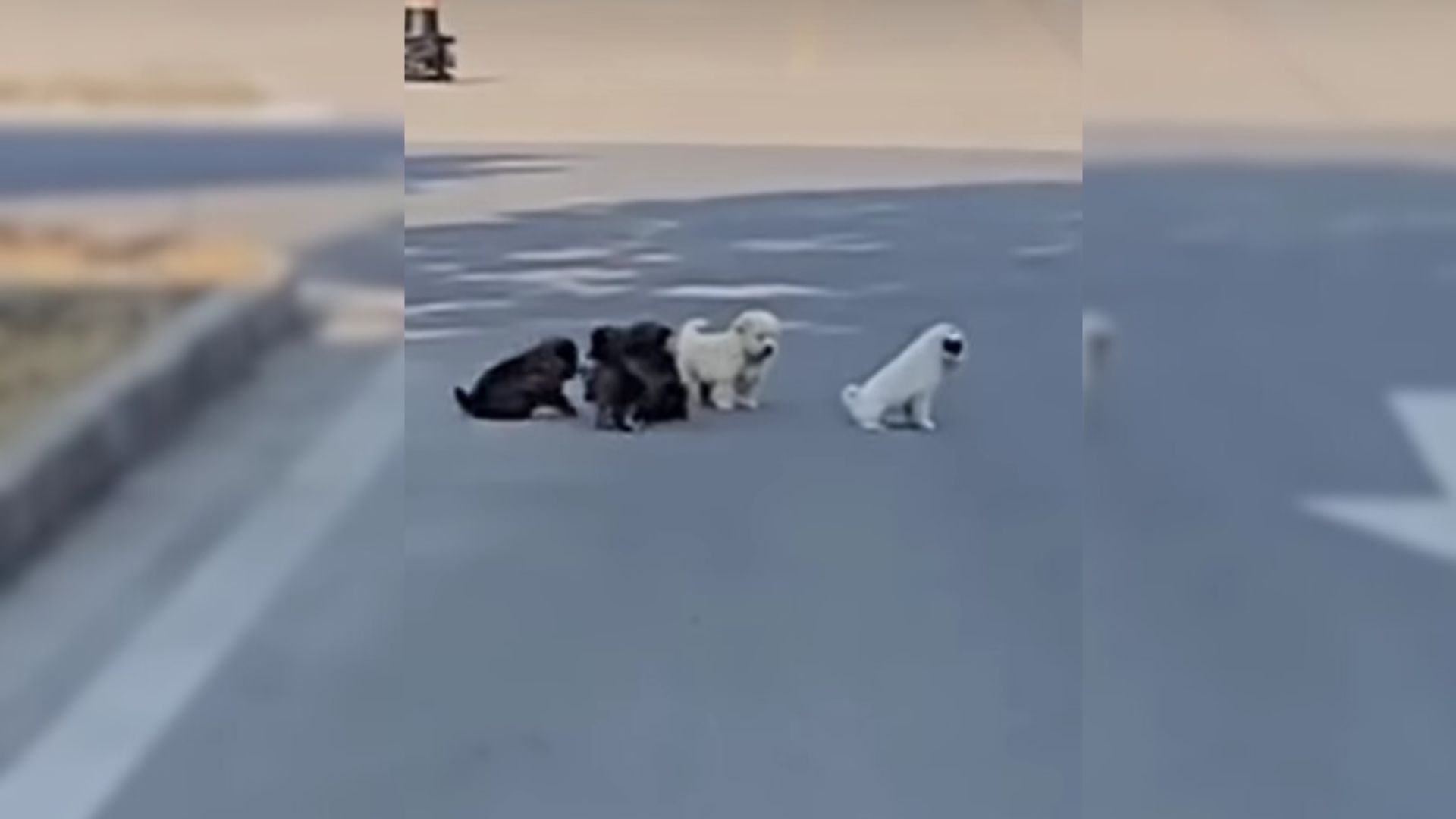 Struggling Mama Dog Just Wanted To Help Her Babies But Everyone Ignored Her