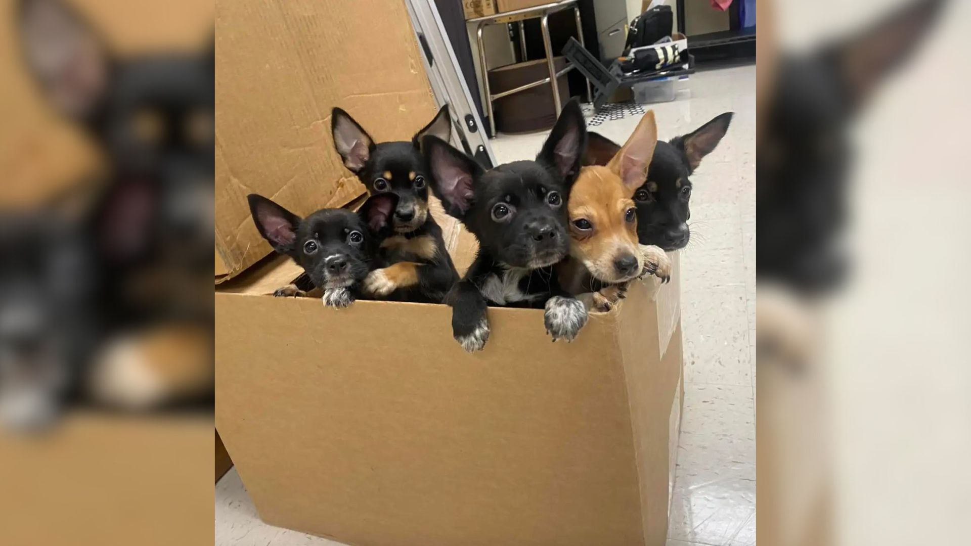 Five Adorable Fur Babies Dumped Outside High School Ran Up To A Teacher, Pleading For Help