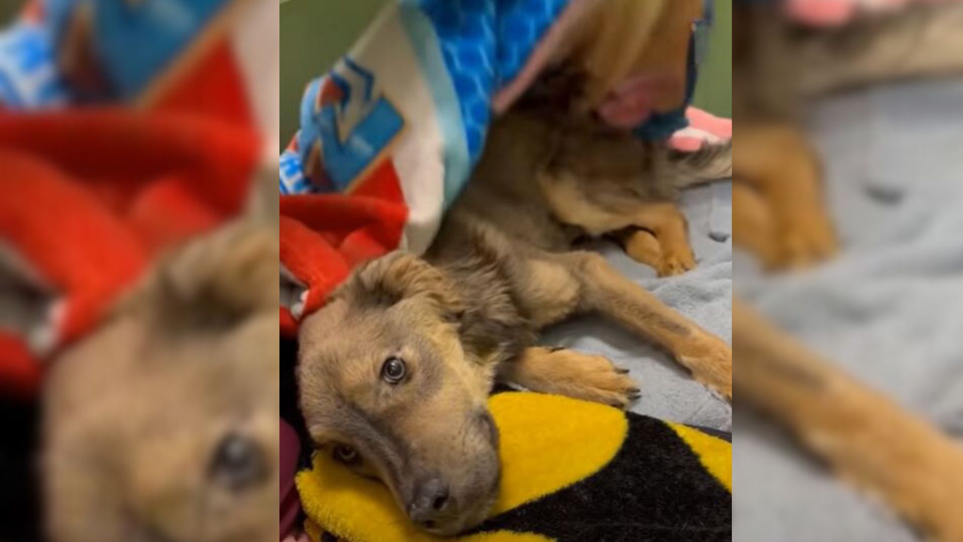 Woman Who Decided To Foster A Malnourished Pup Realized She Doesn’t Want To Give Him Up