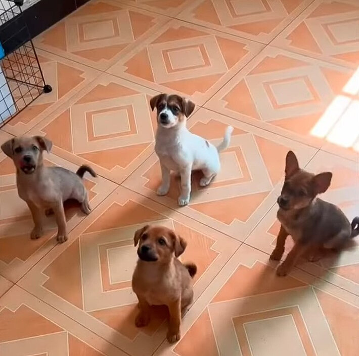 four cute puppies