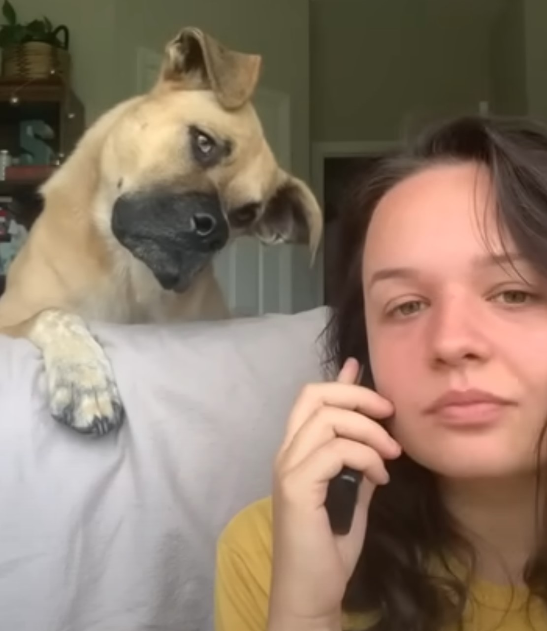 funny dog looking at woman with phone