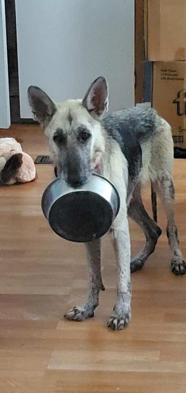 german shepherd dog holding food bowl in his mouth while standing indoors