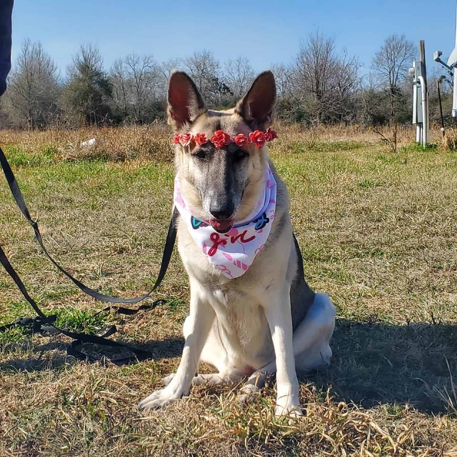 german shepherd dog on a leash sitting on the grass