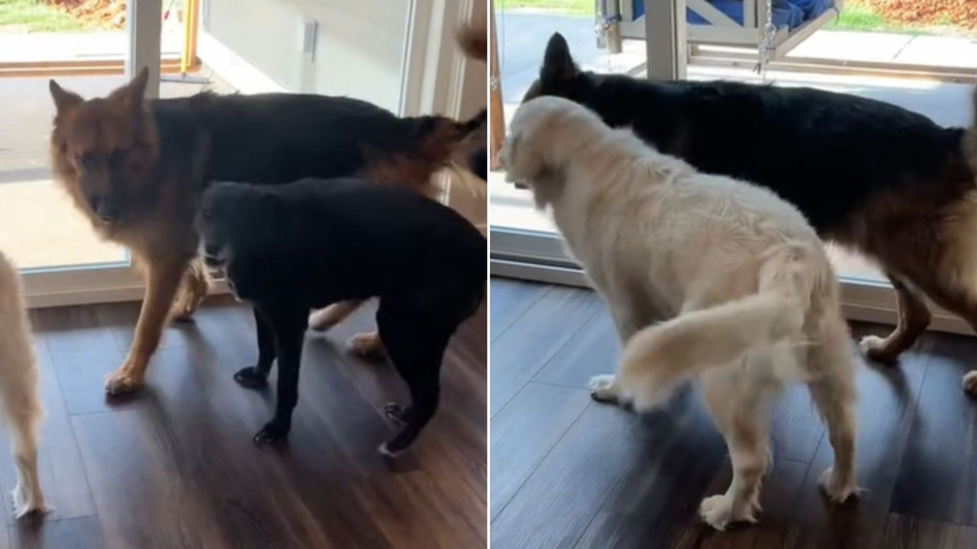 German Shepherd Told Furry Siblings To Stand Down After They Noticed Somebody Tearing Up Their Backyard