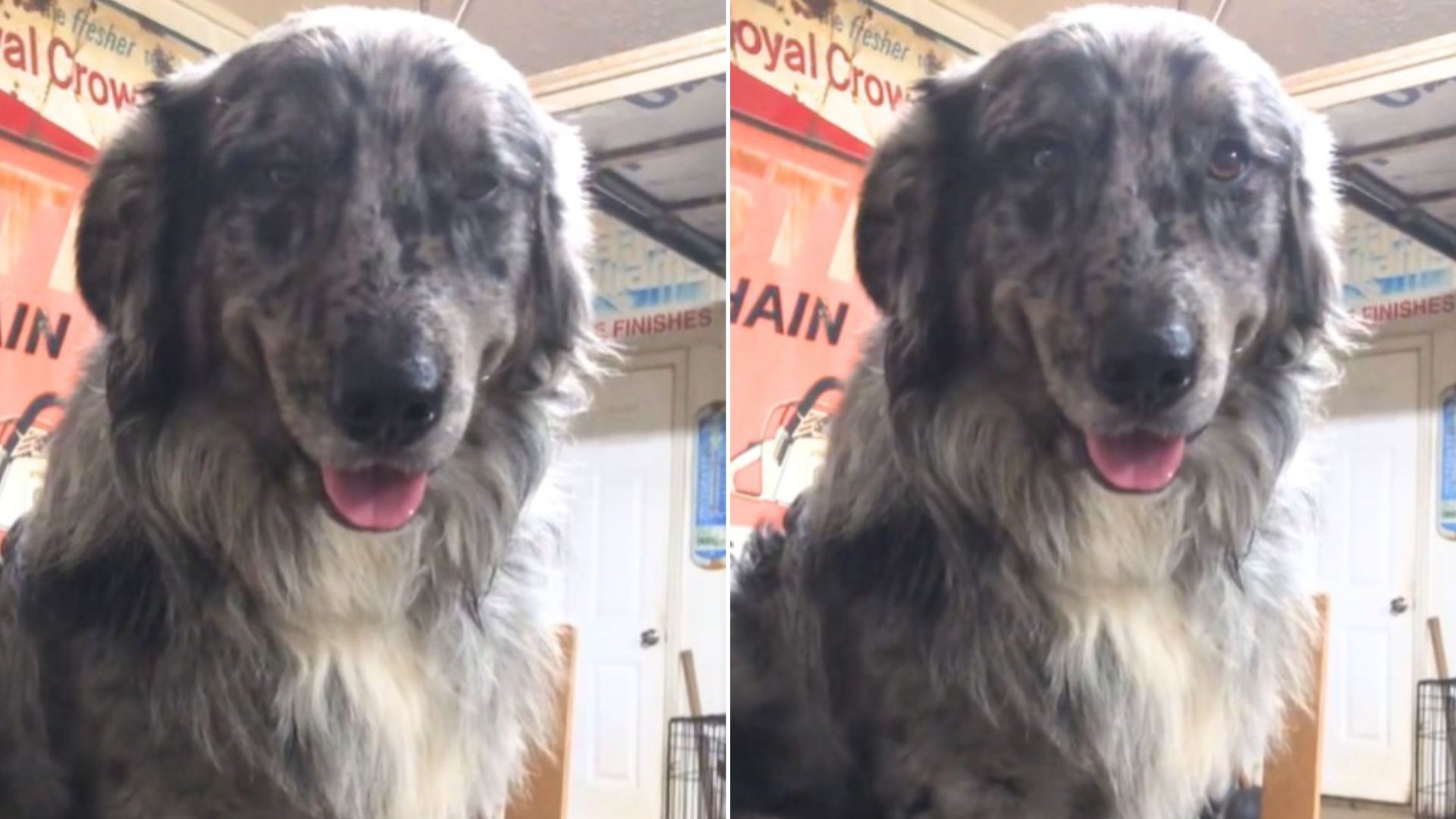 Golden Retriever And Australian Shepherd Had A Baby And The Internet Can’t Get Enough Of Him