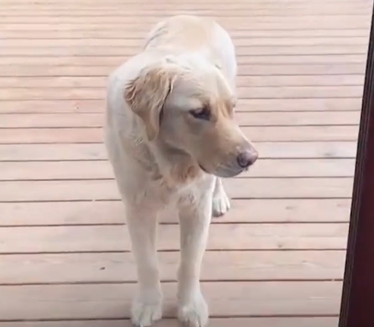 golden retriever standing on deck