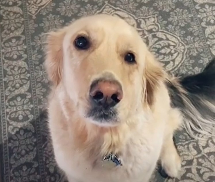 golden retriever with genetic condition