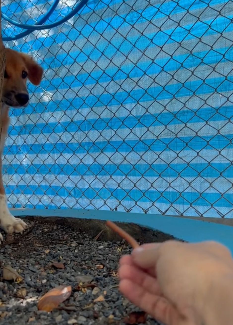 hand holding a treat