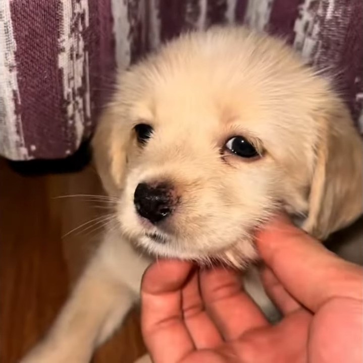 hand petting the puppy