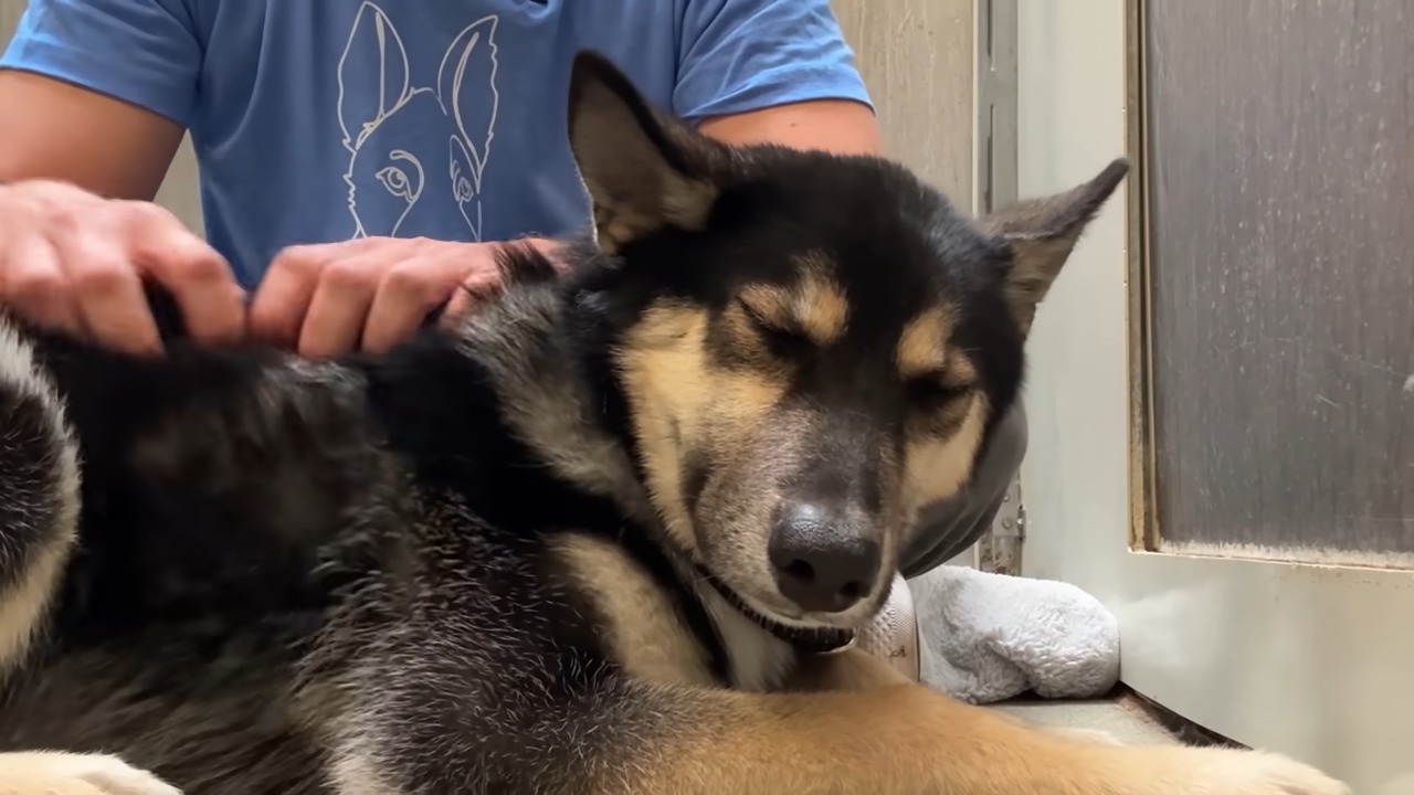 hands petting the dog