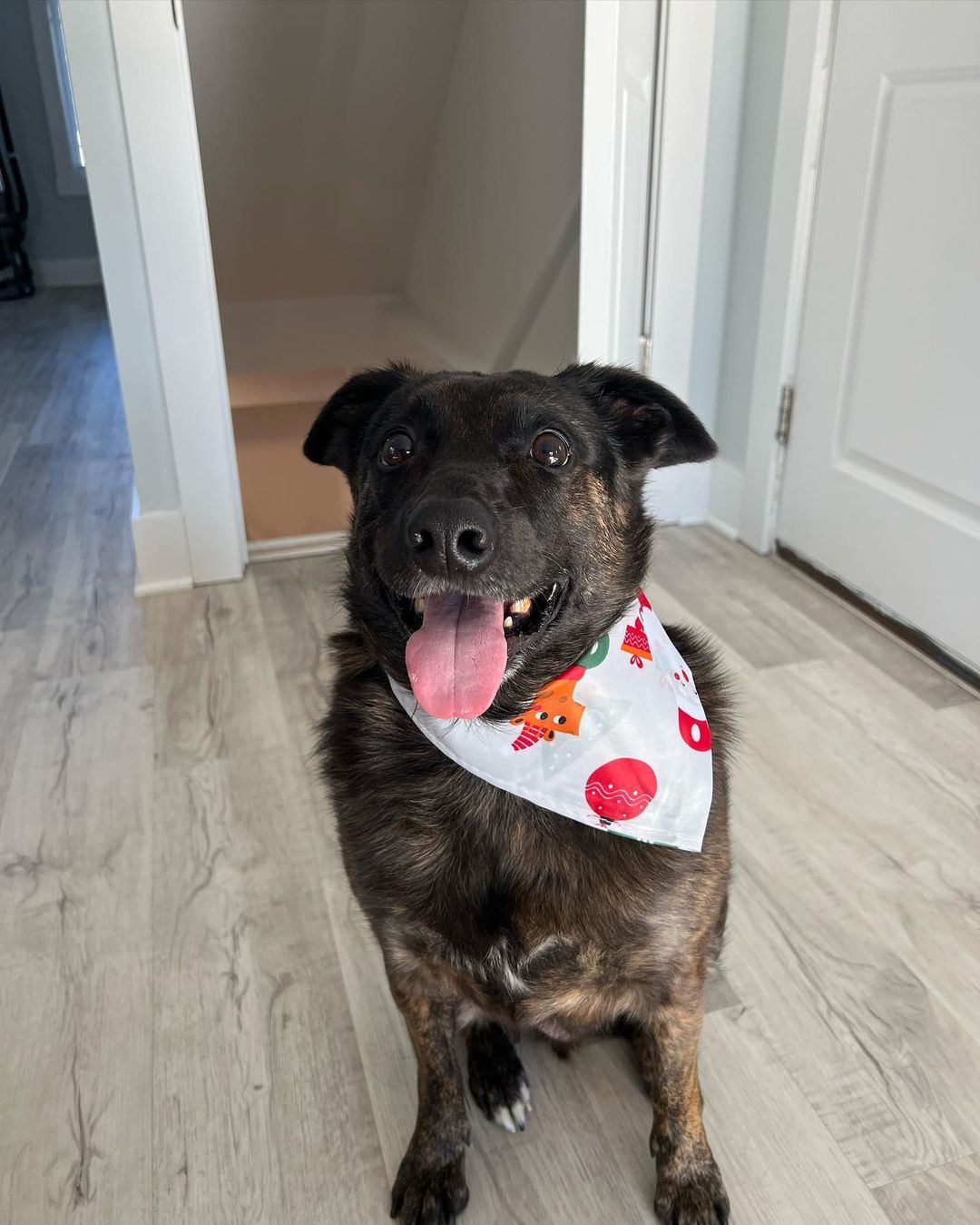 happy black dog with tongue out