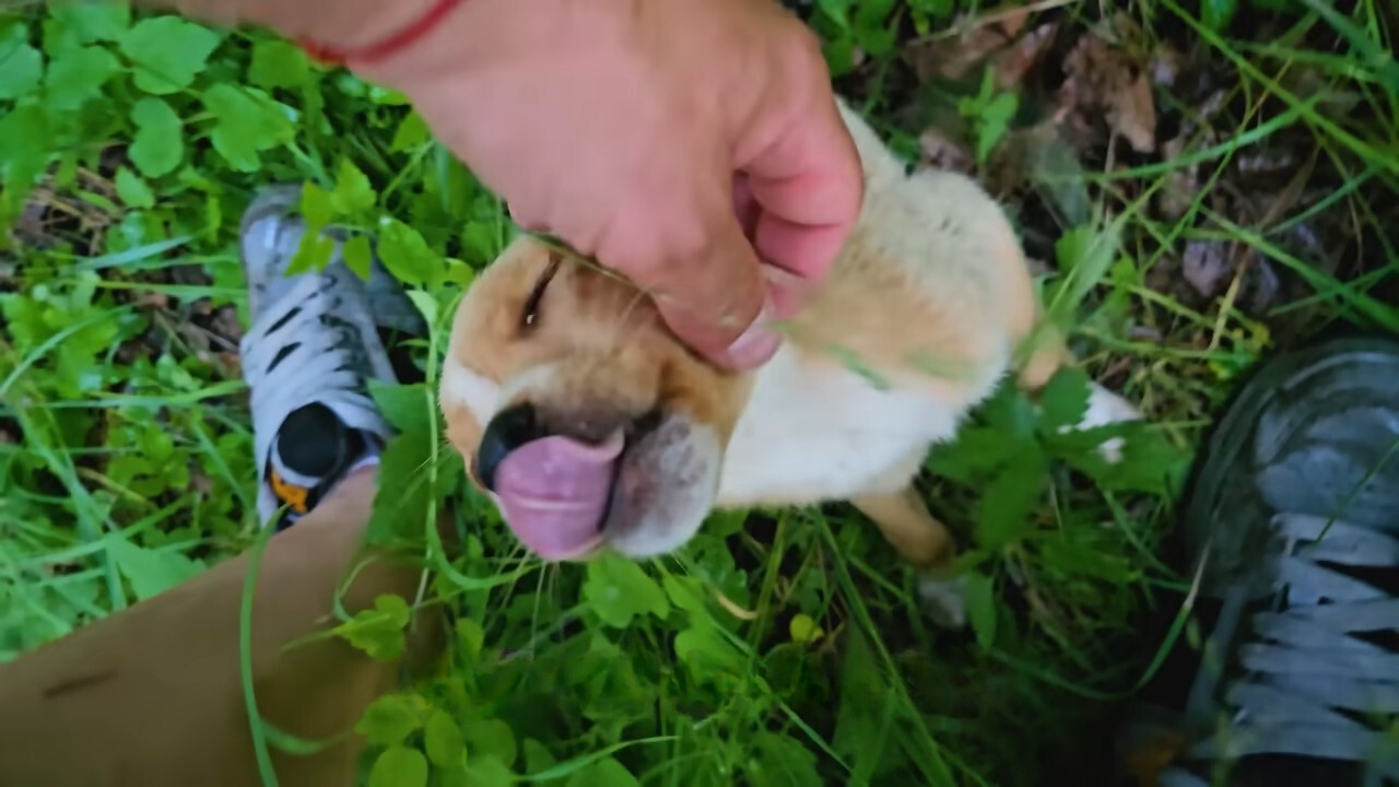 happy dog being found by man