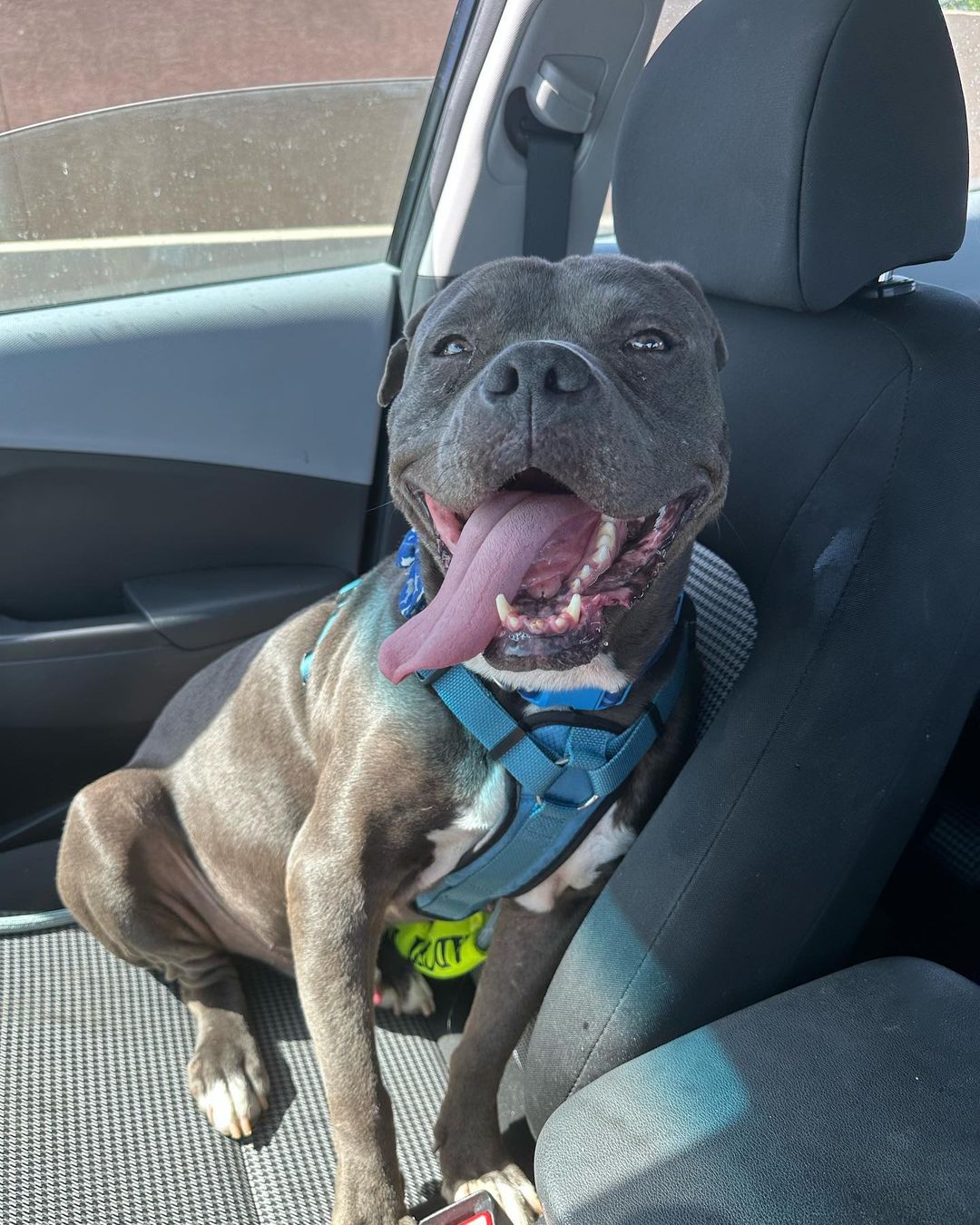 happy dog in the car